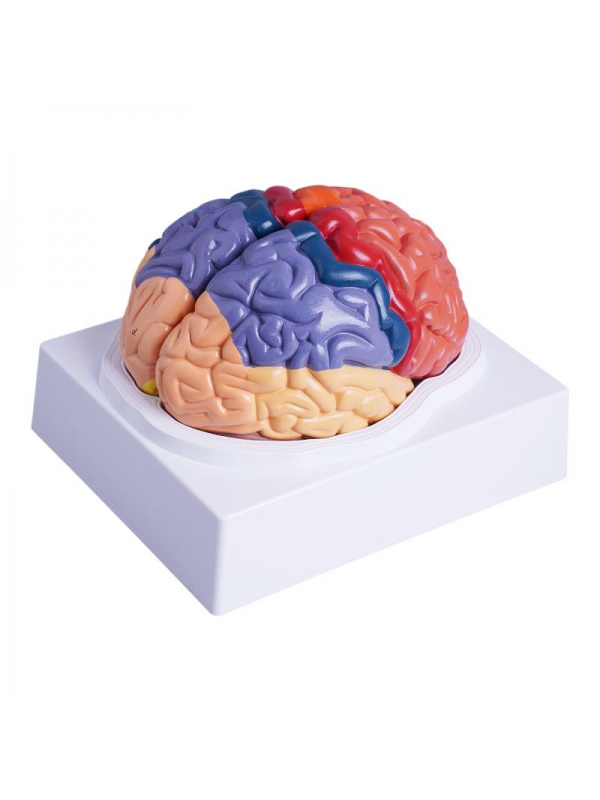 MYASKRO Color-Coded Human Brain Model — Life-Size