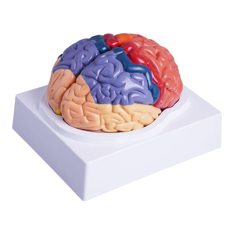 MYASKRO Color-Coded Human Brain Model — Life-Size