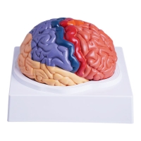 MYASKRO Color-Coded Human Brain Model — Life-Size