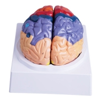 MYASKRO Color-Coded Human Brain Model — Life-Size