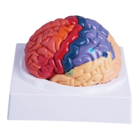 MYASKRO Color-Coded Human Brain Model — Life-Size