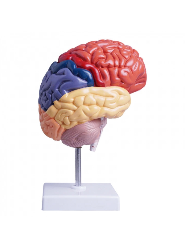 Colored Half Brain Model — Life-Size, Medial Section - Myaskro