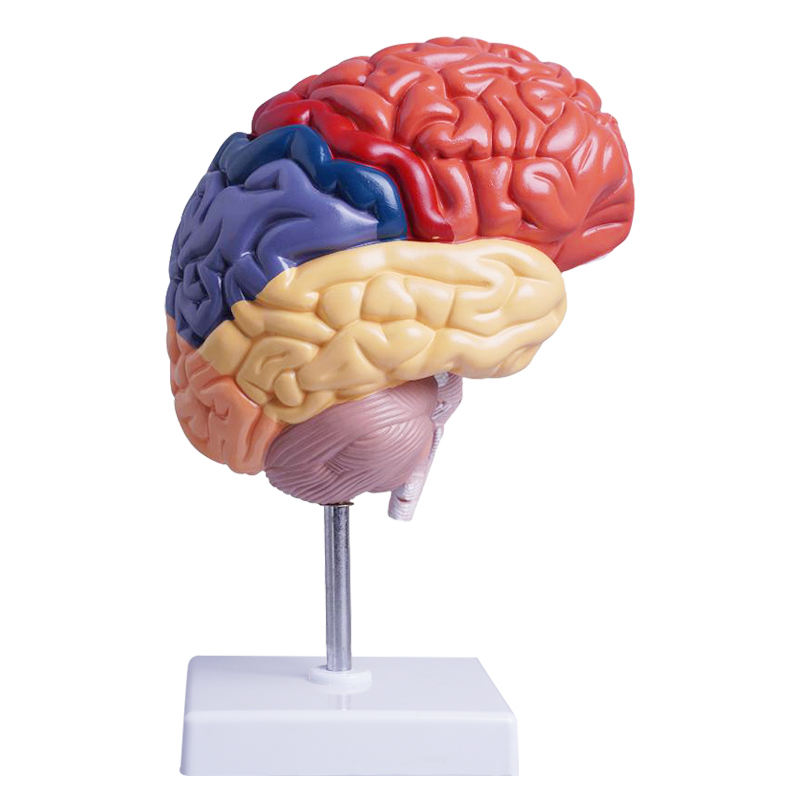 Colored Half Brain Model — Life-Size, Medial Section - Myaskro
