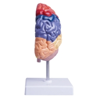 Colored Half Brain Model — Life-Size, Medial Section - Myaskro