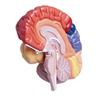 Colored Half Brain Model — Life-Size, Medial Section - Myaskro