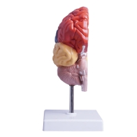 Colored Half Brain Model — Life-Size, Medial Section - Myaskro