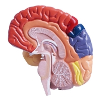 Colored Half Brain Model — Life-Size, Medial Section - Myaskro