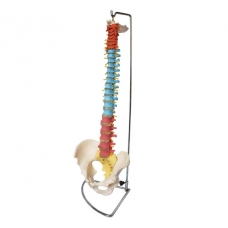 Human Spine Didactic Anatomical Model With Colored Regions (Life-Size) - MYASKRO