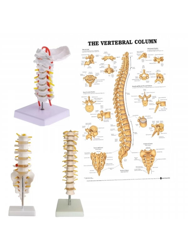 Complete Spinal Anatomy Set (Cervical–Thoracic–Lumbar Models + Chart)|MYASKRO 