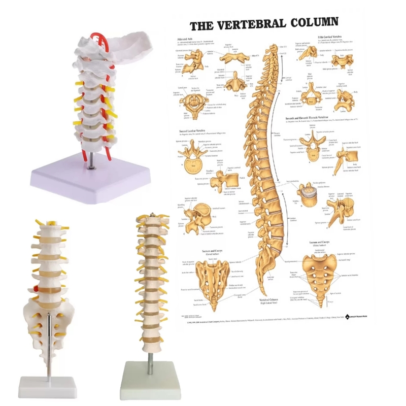 Complete Spinal Anatomy Set (Cervical–Thoracic–Lumbar Models + Chart)|MYASKRO