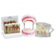 Dental Anatomy & Pathology Bundle - Myaskro