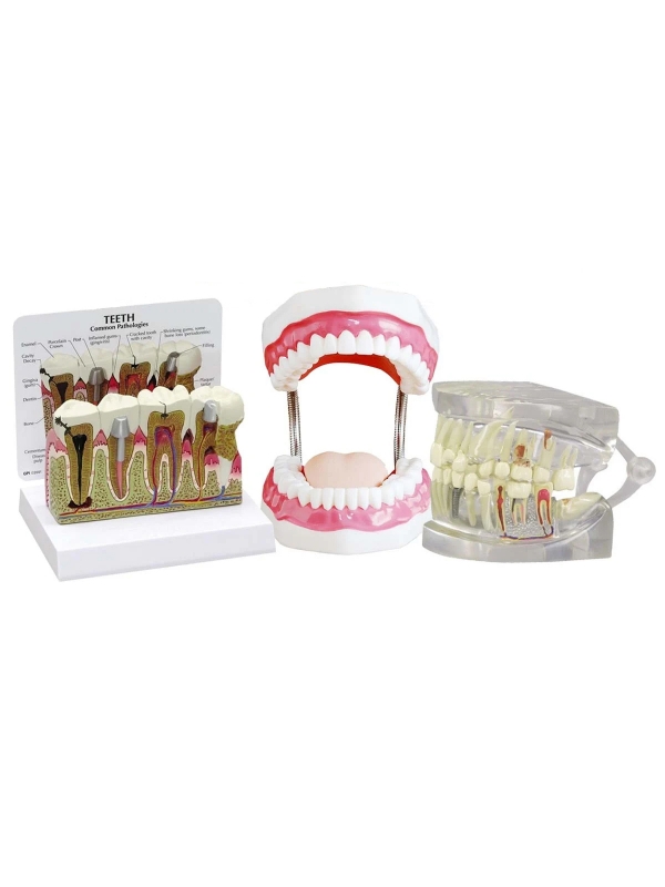 Dental Anatomy & Pathology Bundle - Myaskro