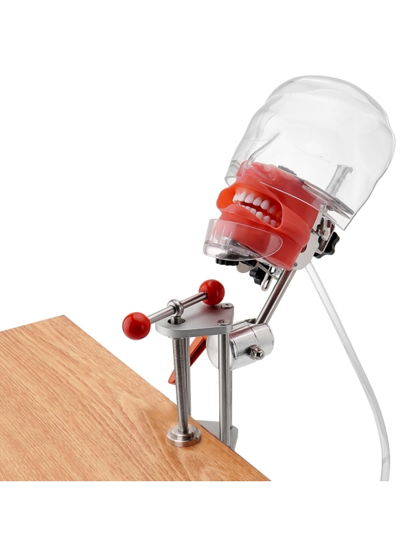 Dental Training Manikin (Phantom Head Model with Desk Clamp) - Myaskro
