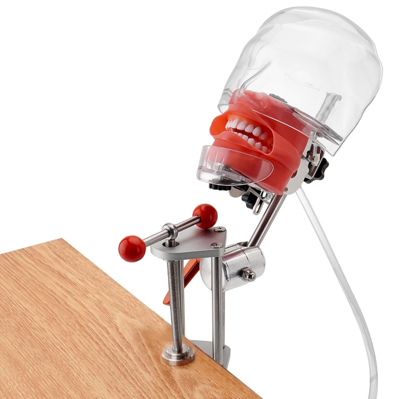 Dental Training Manikin (Phantom Head Model with Desk Clamp) - Myaskro
