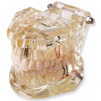 Dental Anatomy & Pathology Bundle - Myaskro