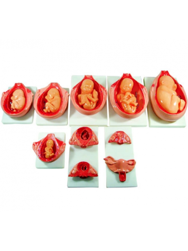 MYASKRO – Fetal Development Process Anatomical Model (10-Stage Series)