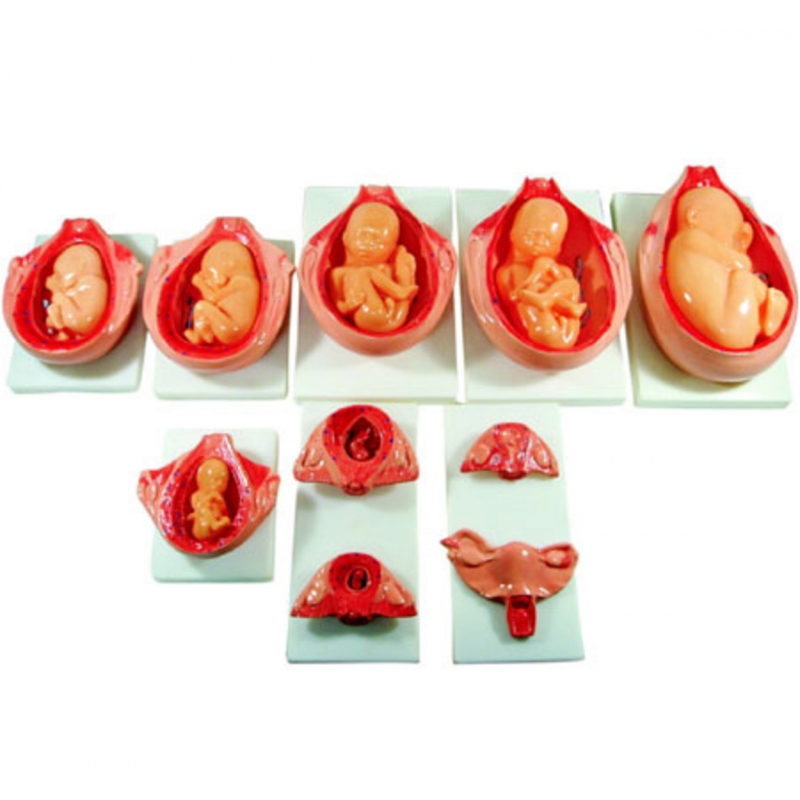 MYASKRO - Development Process For Fetus Anatomical Model