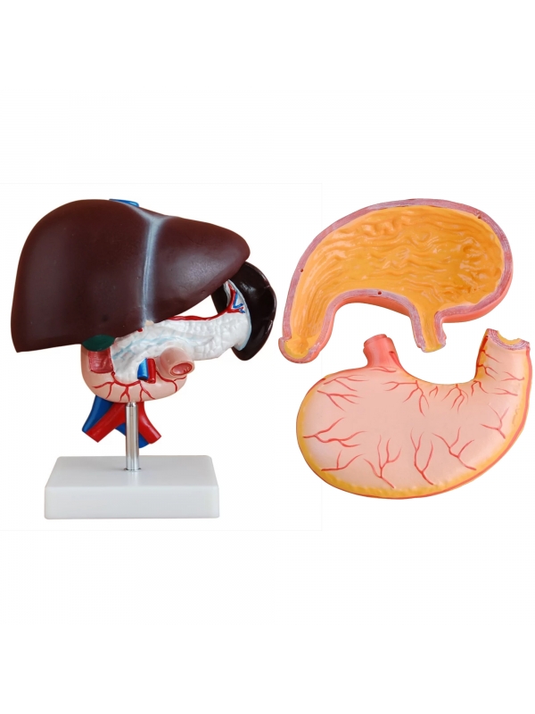 Digestive System Anatomy Bundle - Myaskro