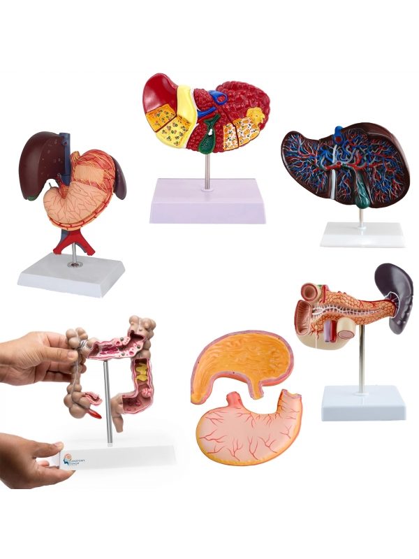 Digestive System Anatomy & Pathology Bundle - Myaskro
