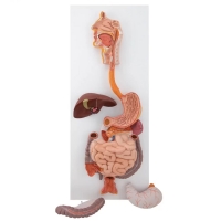 Liver Anatomy Model Bundle | MYASKRO