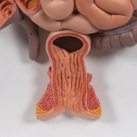 Digestive System Model - MYASKRO