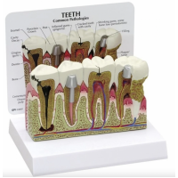 Dental Anatomy & Pathology Bundle - Myaskro