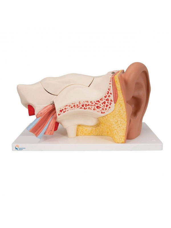 Ear Model (5 Times Enlarged) Dissectible Into 4 Parts