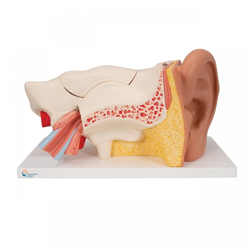 Ear Model (5 Times Enlarged) Dissectible Into 4 Parts