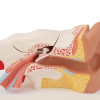 Ear Model (5 Times Enlarged) Dissectible Into 4 Parts