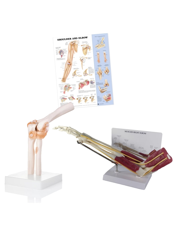 Elbow Anatomy & Pathology Bundle - Myaskro