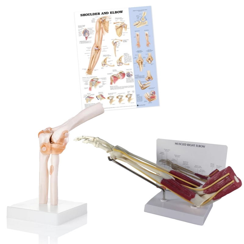 Elbow Anatomy & Pathology Bundle - Myaskro