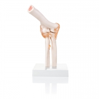 Elbow Joint Model With Ligaments Life Size Anatomical Model  - Anatomy Shop