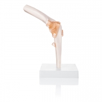 Elbow Joint Model With Ligaments Life Size Anatomical Model  - Anatomy Shop