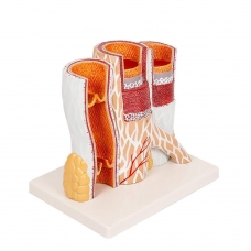 Enlarged Artery & Vein Model — MYASKRO
