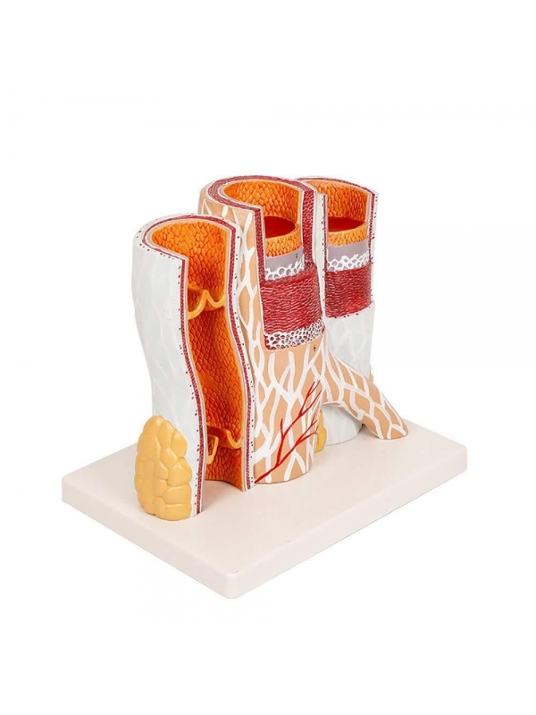 Enlarged Artery & Vein Model — MYASKRO