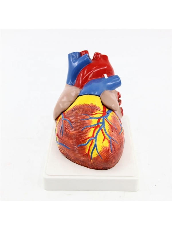 Enlarged Human Heart Model – 3-Part Dissectible, Life-Like Anatomical Details - Myaskro