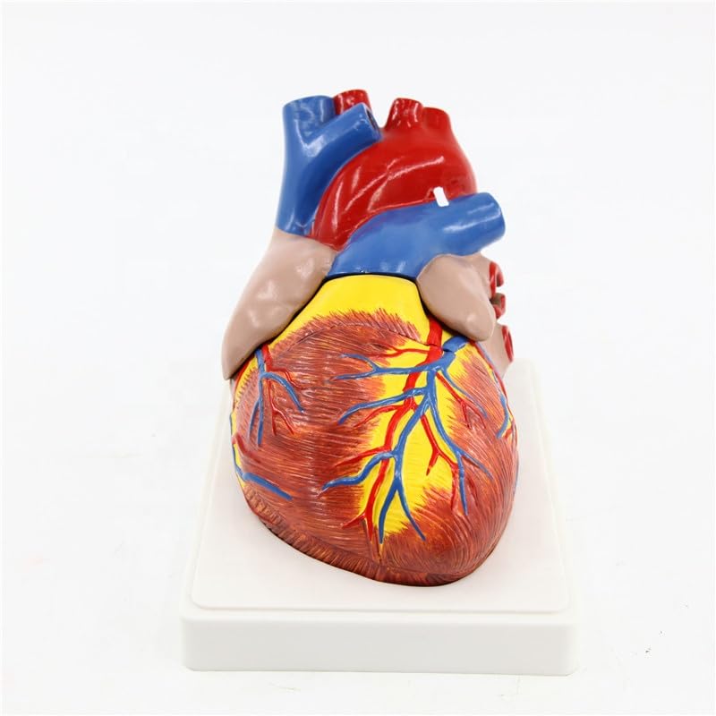 Enlarged Human Heart Model – 3-Part Dissectible, Life-Like Anatomical Details - Myaskro