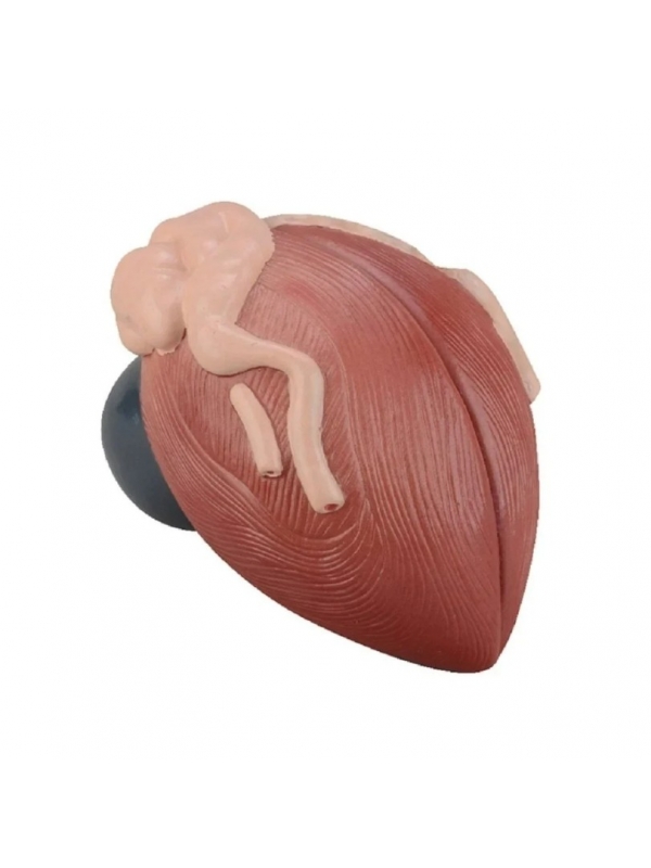 Urinary Bladder Expansion Model - MYASKRO