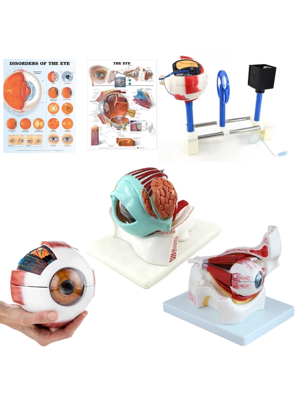 Human Eye Anatomy & Pathology Bundle - Myaskro