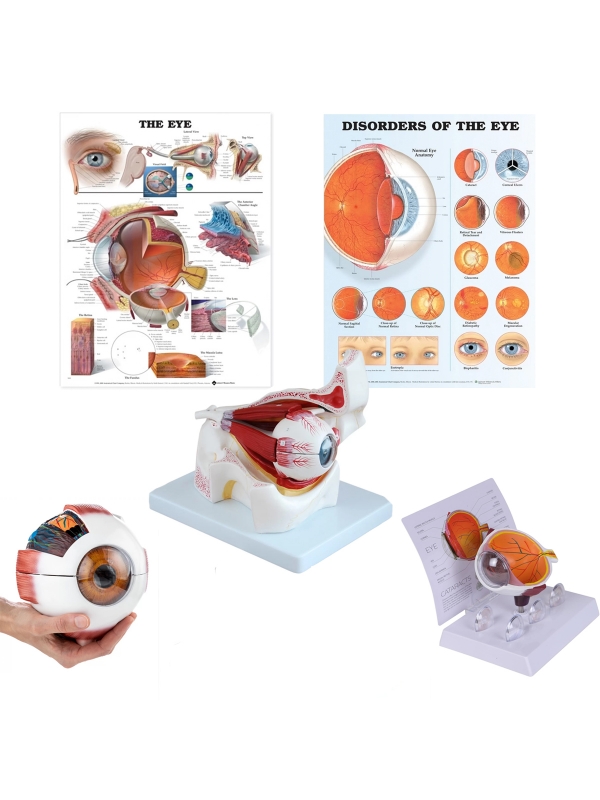 Eye Anatomy & Pathology Bundle with Cataract Model — MYASKRO