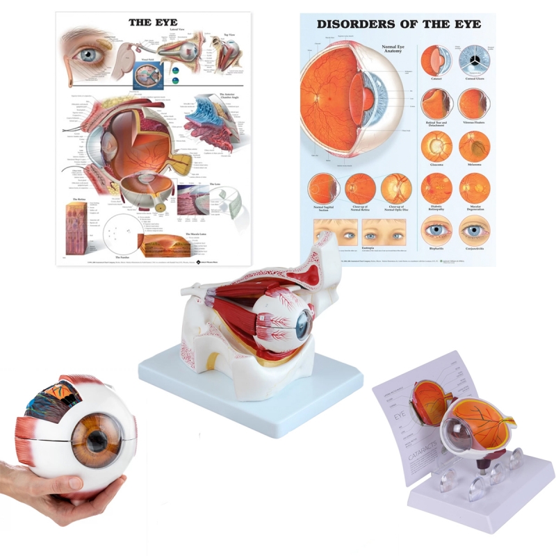 Eye Anatomy & Pathology Bundle with Cataract Model — MYASKRO