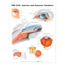 The Eye Anterior & Proterior Chamber Chart (52x70cm) With Special Rigid Lamination and Plastic Rollers