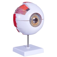 MYASKRO School Anatomy Model Set