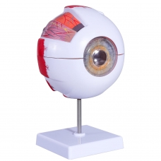 Eye Anatomical Model Premium Quality - Enlarged 6 Times For In-Depth Study Of Eye
