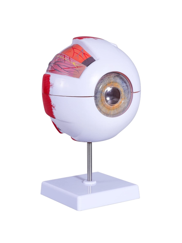 Eye Anatomical Model Premium Quality - Enlarged 6 Times For In-Depth Study Of Eye