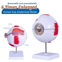 Eye Anatomical Model Premium Quality - Enlarged 6 Times For In-Depth Study Of Eye