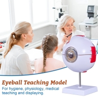 Eye Anatomical Model Premium Quality - Enlarged 6 Times For In-Depth Study Of Eye