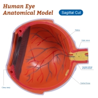 Eye Anatomical Model Premium Quality - Enlarged 6 Times For In-Depth Study Of Eye