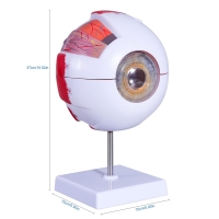 Eye Anatomical Model Premium Quality - Enlarged 6 Times For In-Depth Study Of Eye