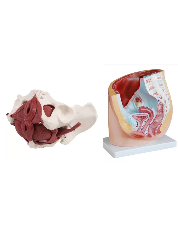 Comprehensive Female Pelvic Anatomy Model Bundle – Includes Pelvis with Organs & Floor Muscles and Sectional Pelvic Model